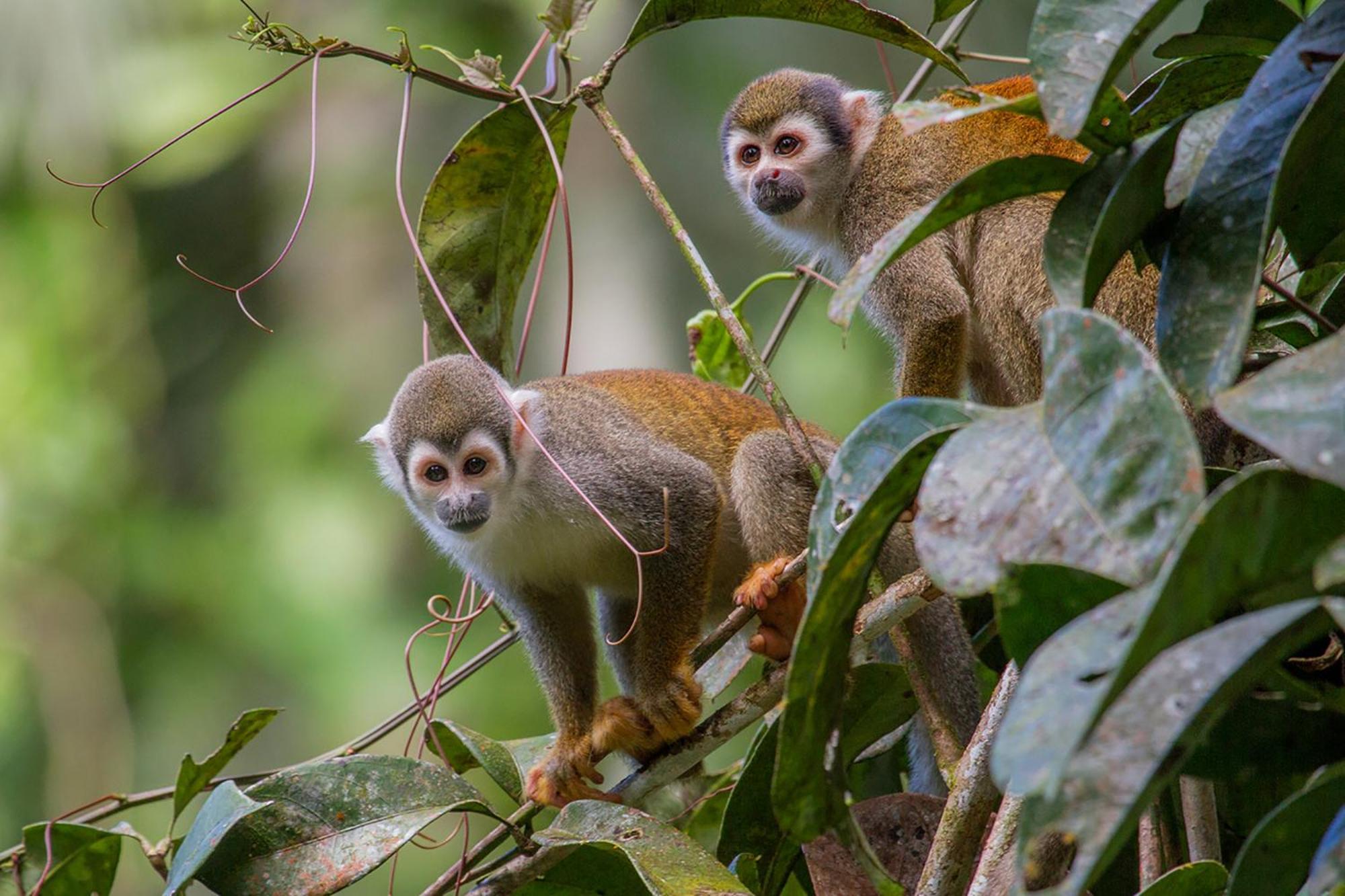 La Selva Eco-Lodge & Retreat Providencia المظهر الخارجي الصورة